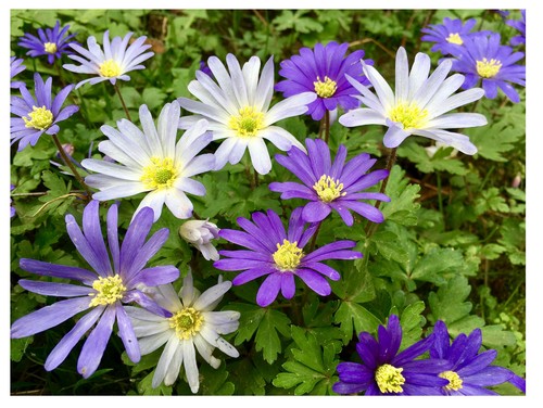 100 anemone blanda - anemone, spring