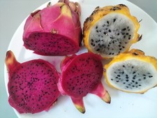 YELLOW DRAGON FRUIT  25  SEEDS