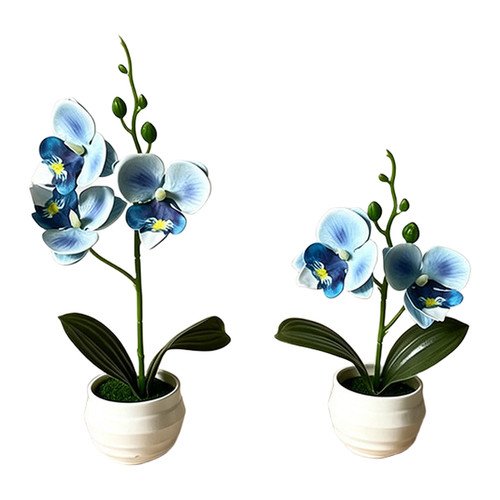 Phalaenopsis orchid decorative - orchid,