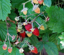 Alpine Strawberry native wild