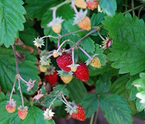 Alpine strawberry native wild - strawberry,
