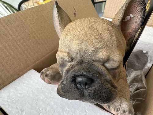 New frenchie pup - pup, sleeping
