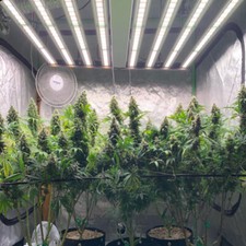 1000W Spider LED Grow Light