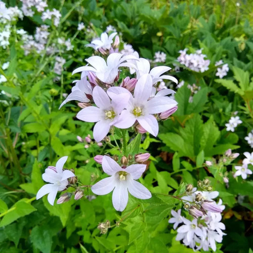 Campanula loddon anna - campanula, anna'