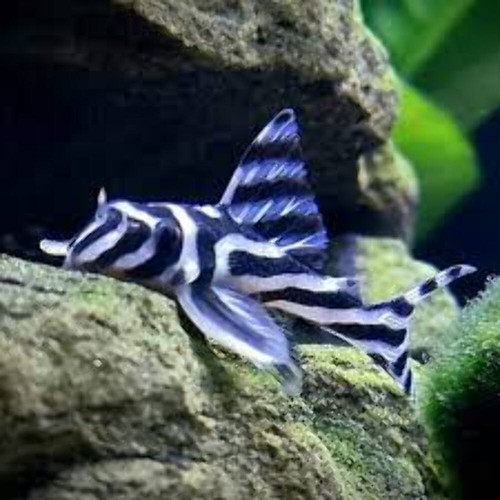 Pleco l46 zebra - zebra, –