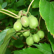 Kiwi Actinidia arguta 'Issai'