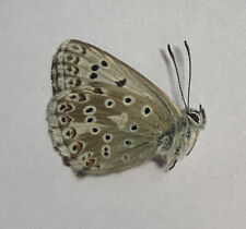 Papered/Unset/Unmounted/Dried/ Real butterfly, Wings/ Chalkhill Blue  Ex Bred