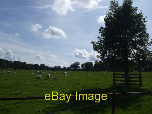 Photo 6x4 grazing - photo,