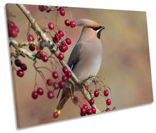 Waxwing Bird Wildlife CANVAS WALL ART Box Framed