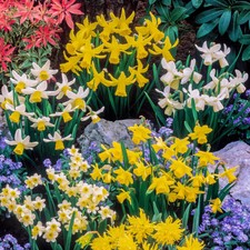 Mini Daffodil Bulbs, Mixed Colours, 100 x Spring Flowering Bulbs, Robust Hardy