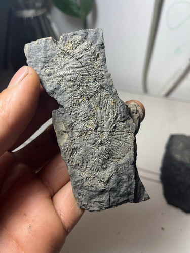 Natural triassic period - triassic,