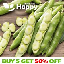 BROAD BEAN WINDSOR - 15 SEEDS - FAVA BEANS VICIA FABA Vegetable seeds