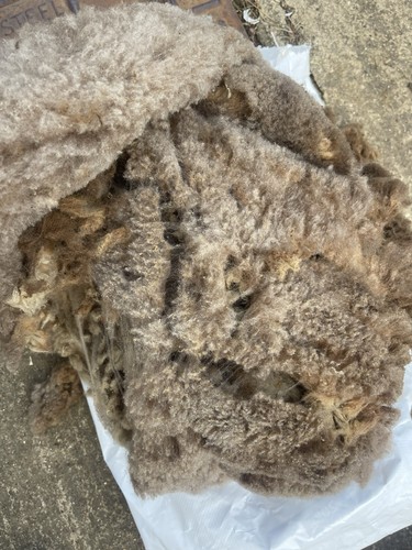 Pure shetland whole fleece - whole,