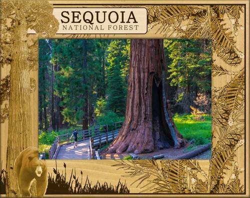 Sequoia national forest - sequoia,