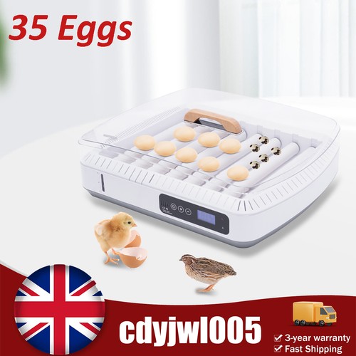 Eggs digital incubator - eggs,