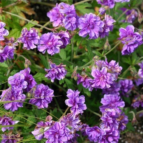 Geranium himalayense plenum - geranium,