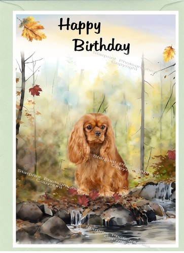 Cavalier king charles dog - cavalier,