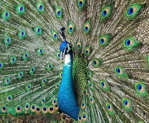 Peacock peafowl hatching - *5*,