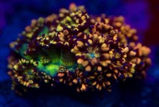 🌈🏆True USA Import