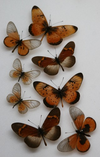 Real butterfly specimens - real,