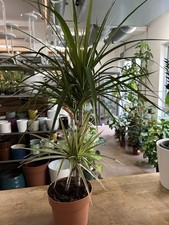 Dragon Tree Dracaena Fragrans 'Yellow Coast' Indoor Plant 80cm tall 17cm Pot