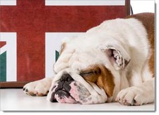 Doodlecards Dog Birthday Card