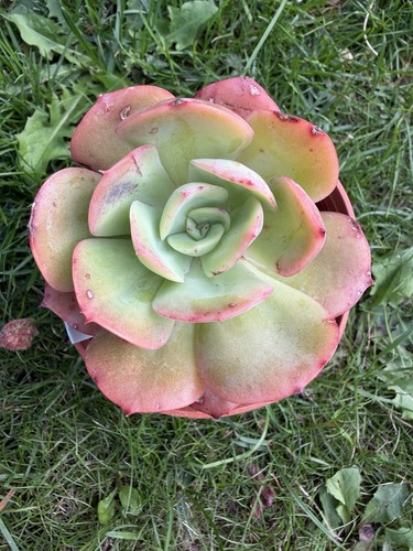 Echeveria accura shown - echeveria,