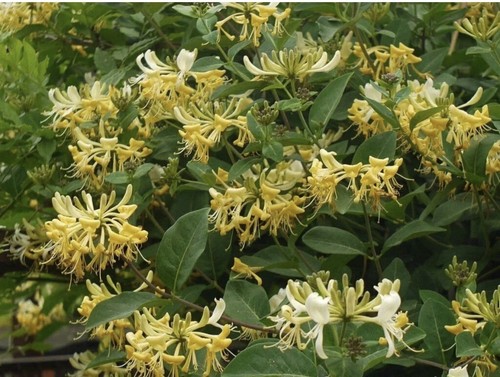 Lonicera periclymenum graham - lonicera,