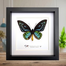 Ornithoptera priamus
