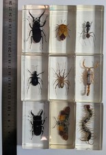 9 x Real Insects In Resin Blocks - Nation Geographic Bugs - Taxidermy - Lot #5