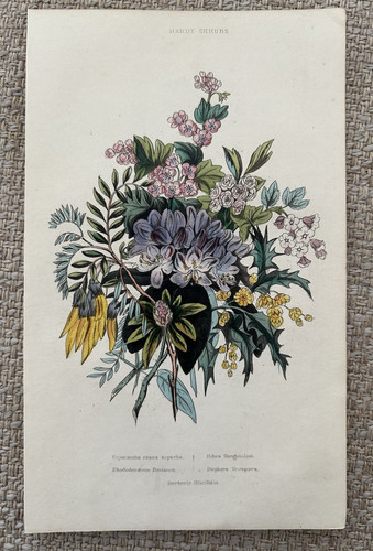 Hardy shrubs antique - hardy,