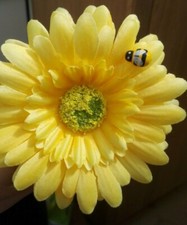 Gerbera dashboard daisy car - gerbera,
