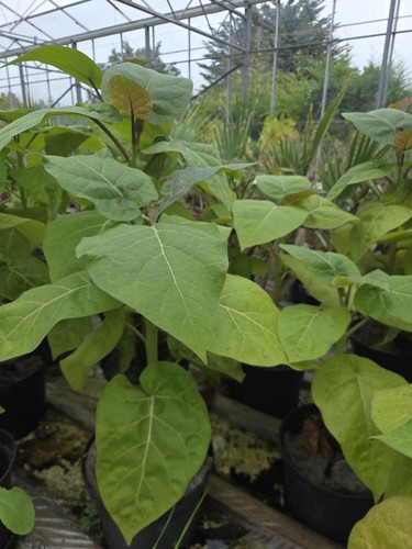 Tree tomato tamarillo plant - ,,
