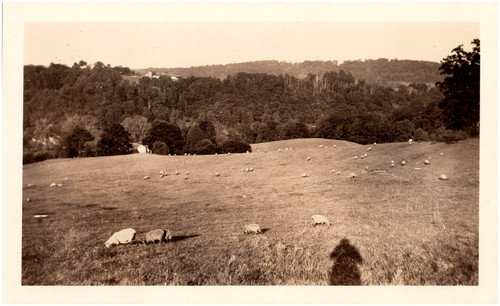 Sheep grazing farm - sheep, land