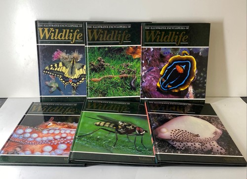 Bundle volumes of an - bundle,