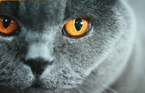 Cat modern postcard - modern, birman