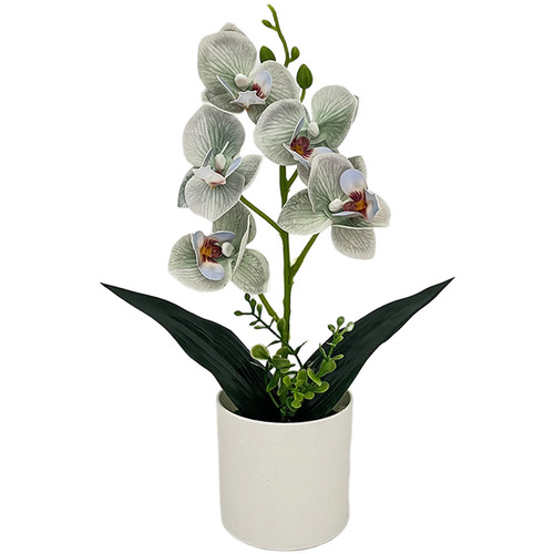 Color variety orchid - orchid, blue
