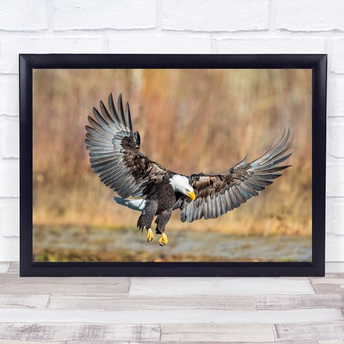 Eagle bird freedom talon - freedom,