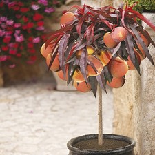 Dwarf Peach Tree Plant Hardy