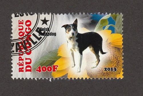 Welsh sheepdog int l dog - sheepdog,