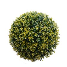 Buxus Yellow Topiary Ball