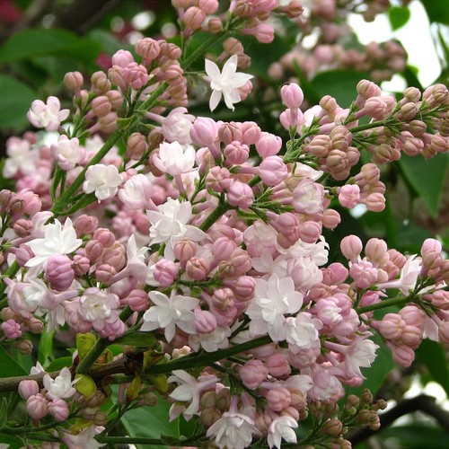 Syringa vulgaris beauty - syringa, of