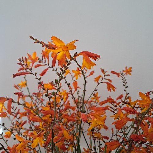 Corms crocosmia - 25,