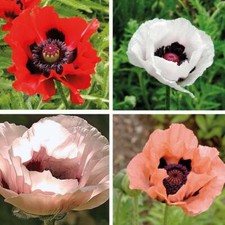 T&M Papaver Oriental Poppy