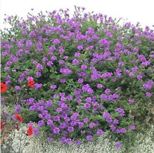 Verbena Plug Plants Trailing Purple Flowers Perennial Garden Pot Patio Pack of 3