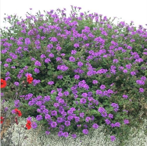 Verbena plug plants trailing - plug,