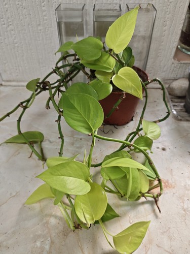 Neon pothos trailing - pothos, hanging