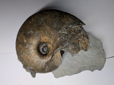 LARGE! Nautilus (Cenoceras) Fossil, Jurassic Coast, Lyme Regis, Dorset, England