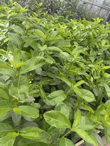 Cherry laurel prunus - laurel,