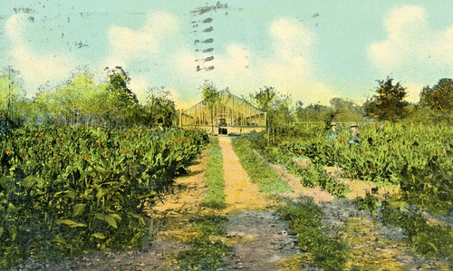 Postcard early view - early, cannas